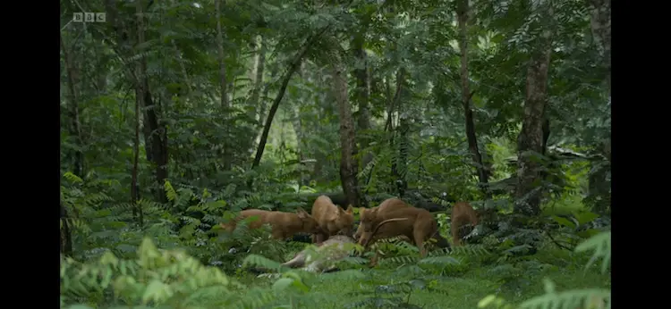 Indian dhole (Cuon alpinus adjustus) as shown in Planet Earth III - Forests